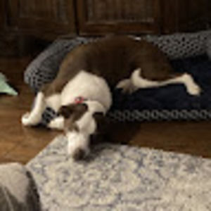 Meet your Posher, Sydney